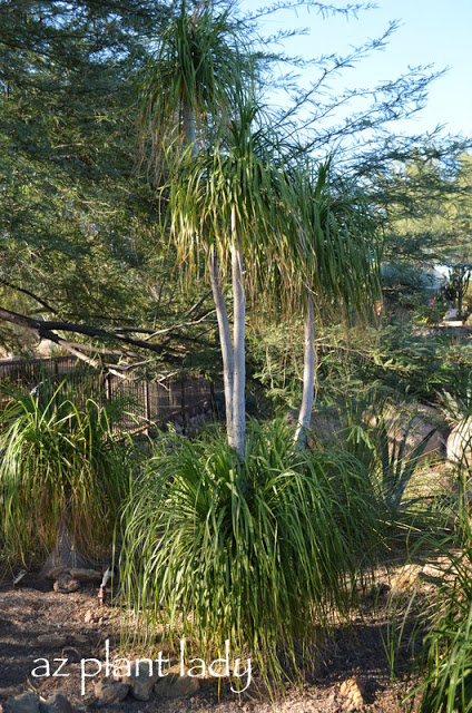 Desert Botanical Garden