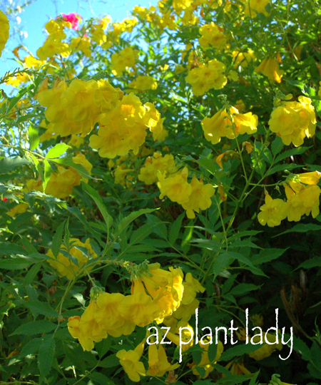 yellow bell shrubs