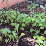 Unthinned-Radishes