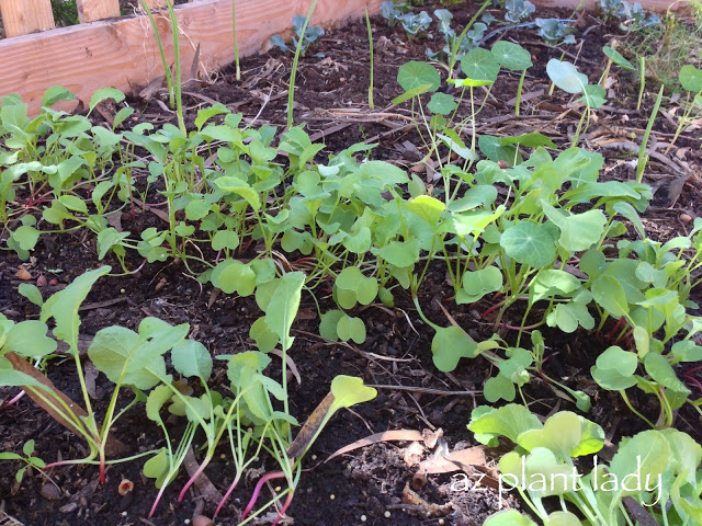 Unthinned-Radishes