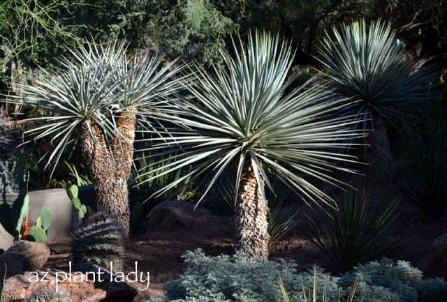 Spiky Yuccas