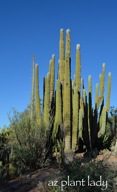 Desert Botanical Garden