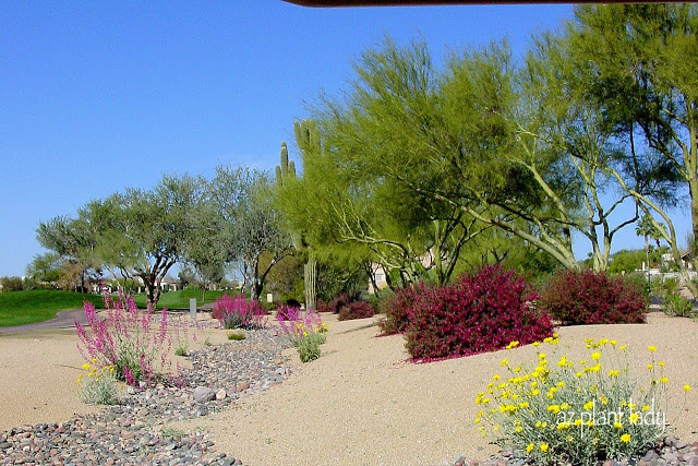 In this landscape area, I designed, you can see Valentine in the background paired with Parry's Penstemon and Desert Marigold.