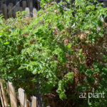 tomato plants