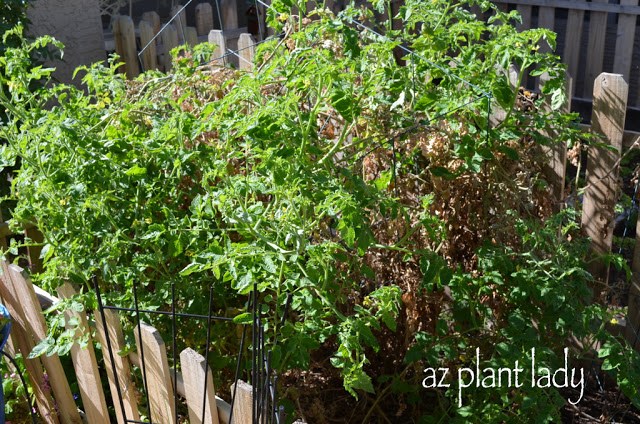 tomato plants