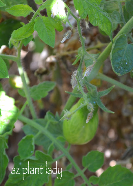 tomato plants