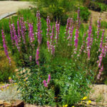 Snapdragon Penstemon