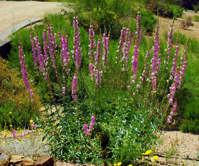 Snapdragon Penstemon