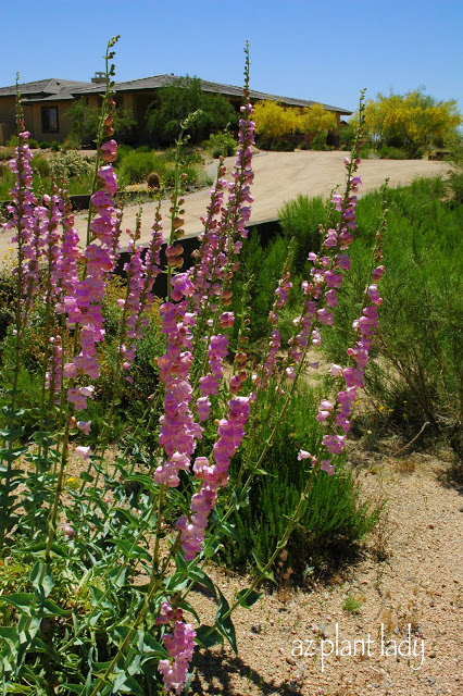 Snapdragon Penstemon