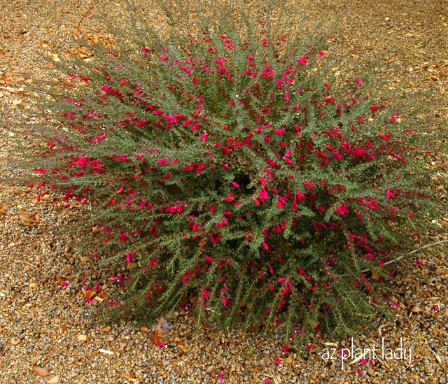 'Valentine Bush' (Eremophila maculata 'Valentine')