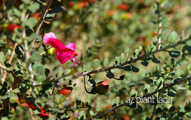 Here is the first bloom of this season on my Valentine shrub.