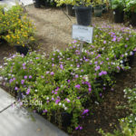 Lavender-Lace-Lantana