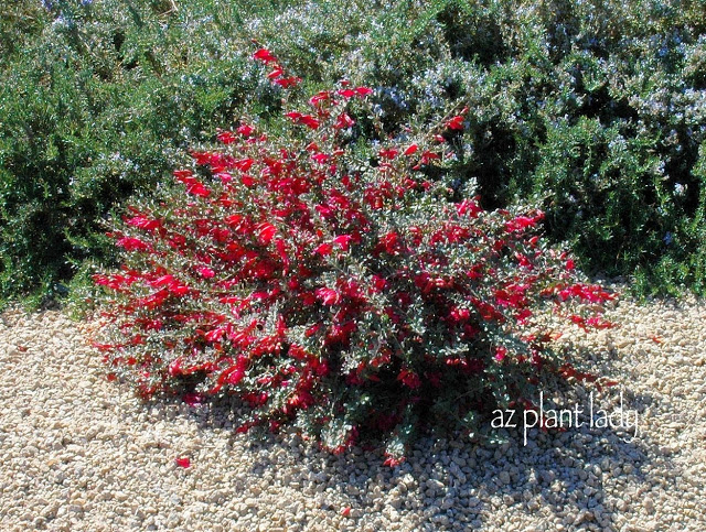 Eremophila maculata Red Hearts