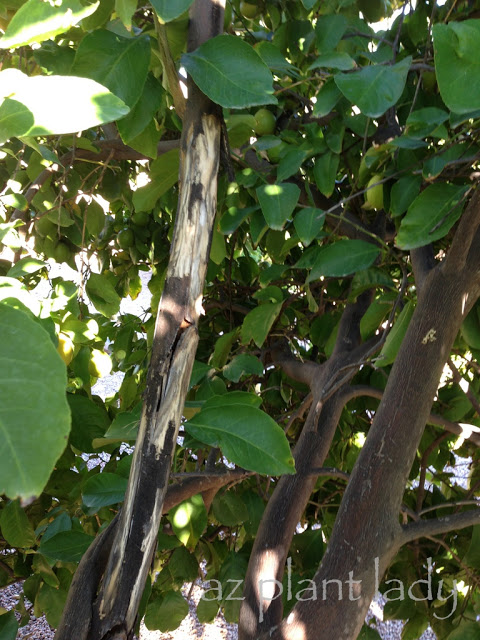 Tree Bark Peeling: Causes and Solutions for Healthy Trees - Arborist Now