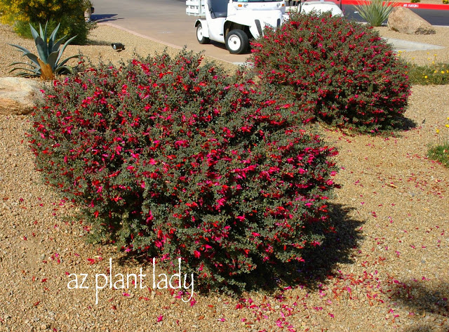 Valentine Bush looks great in groupings