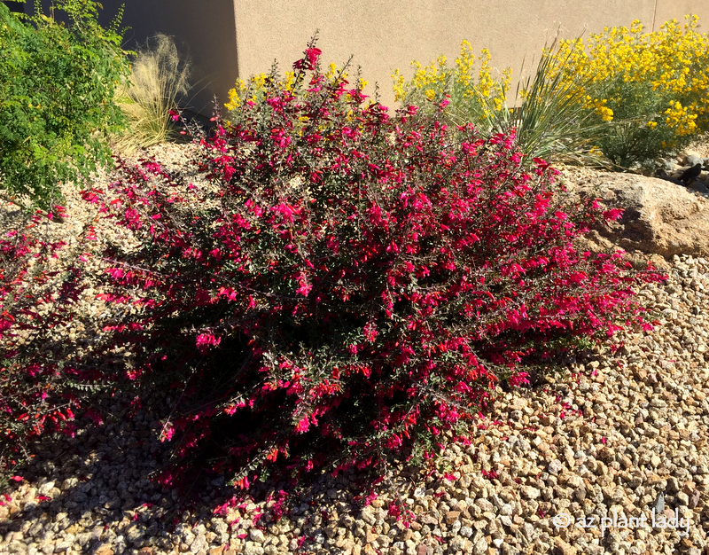 Valentine Bush Creates a Welcome Splash of Red in Gardens