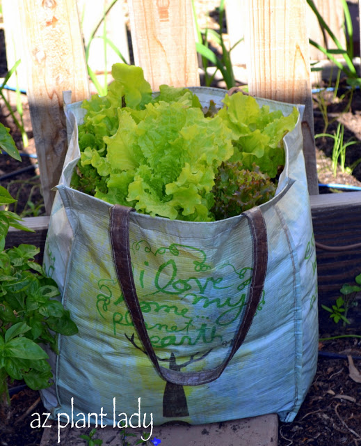 How To Grow Lettuce In Grow Bags 