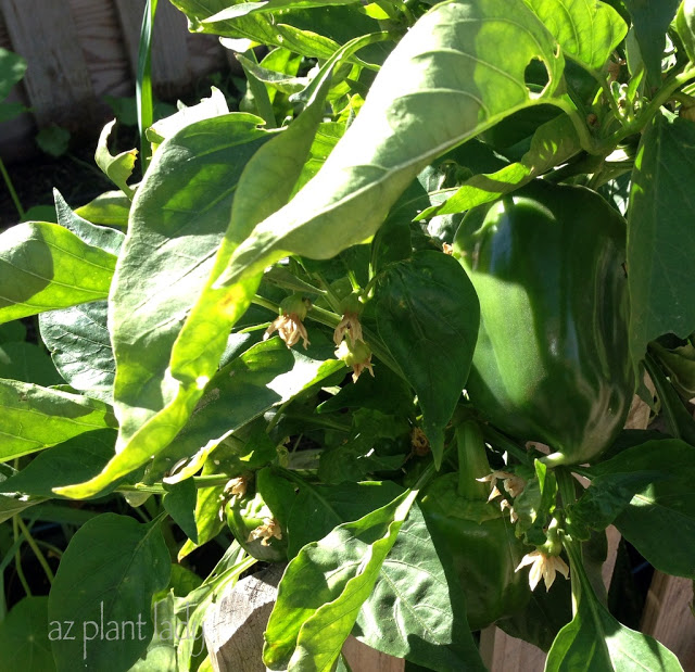 bell peppers