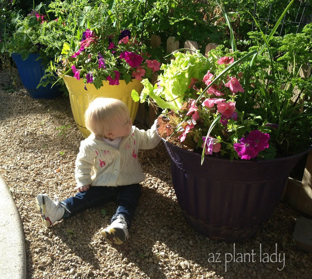 vegetable garden