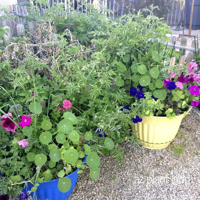  cool season containers 