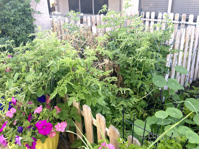 vegetable garden