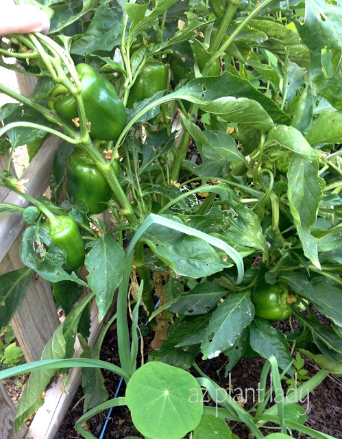 bell peppers