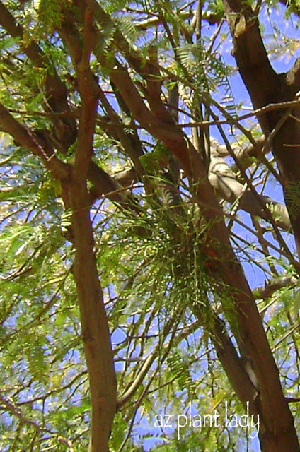 Mesquite tree 