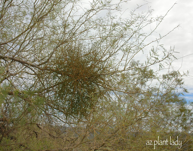 Mistletoe on a Mesquite tree growing in the desert.
