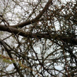 Desert Mistletoe