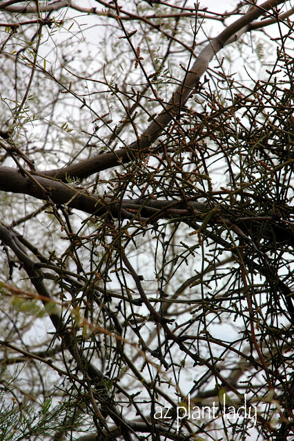 Desert Mistletoe (Phoradendron californicum)