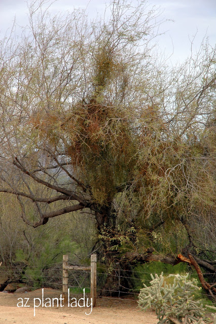 Large amounts of mistletoe growing in a Mesquite tree in the Tonto National Forest.