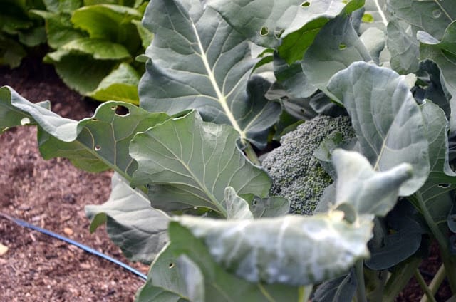 broccoli plant.