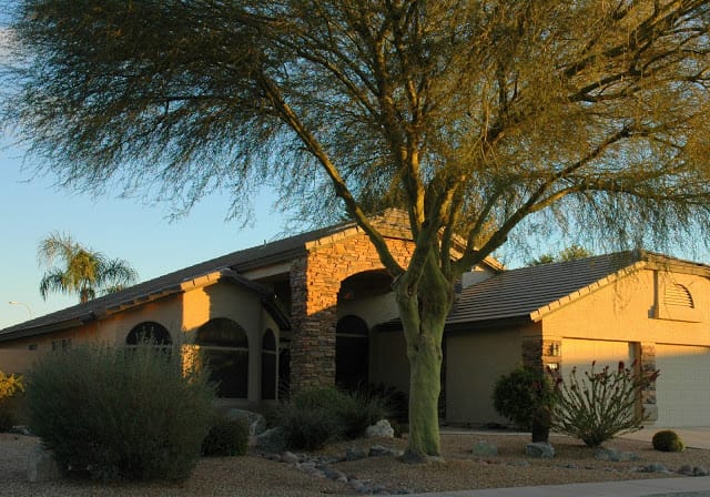 large blue palo verde tree