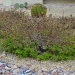 Frost-Damaged-Lantana-1