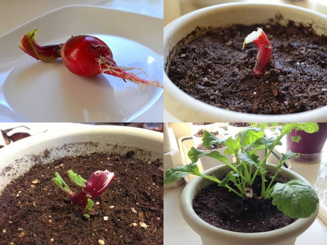 Can I Grow Radishes from Scraps?  