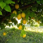 ripe lemons