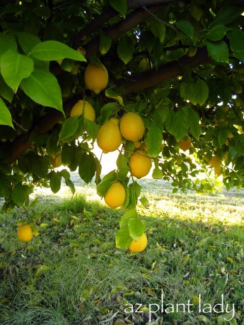 ripe lemons