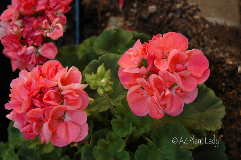 Salmon-colored geraniums