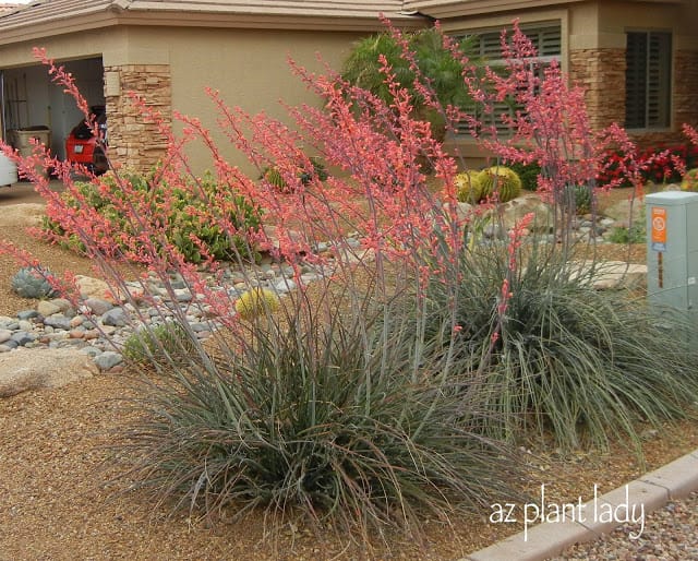 beautiful red yucca