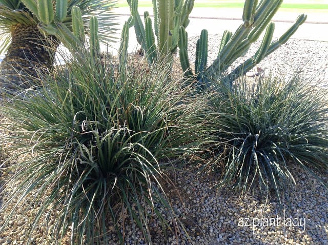 beautiful red yucca