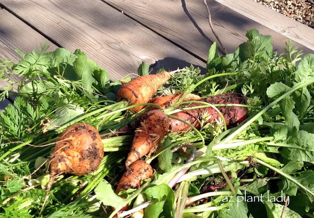 Picking Vegetables 