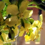 broccoli flowers