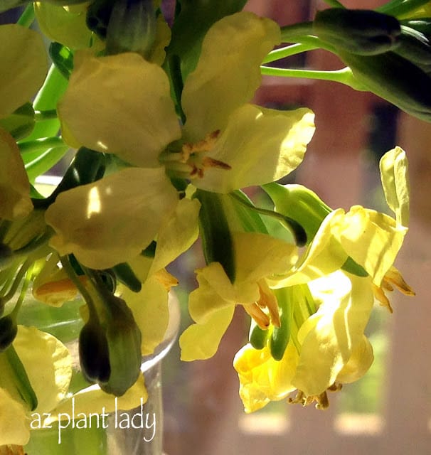 broccoli flowers 