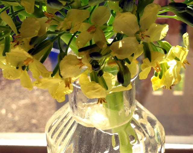 broccoli flowers 