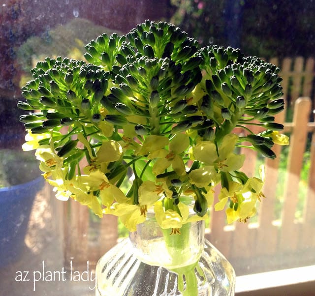 growing broccoli