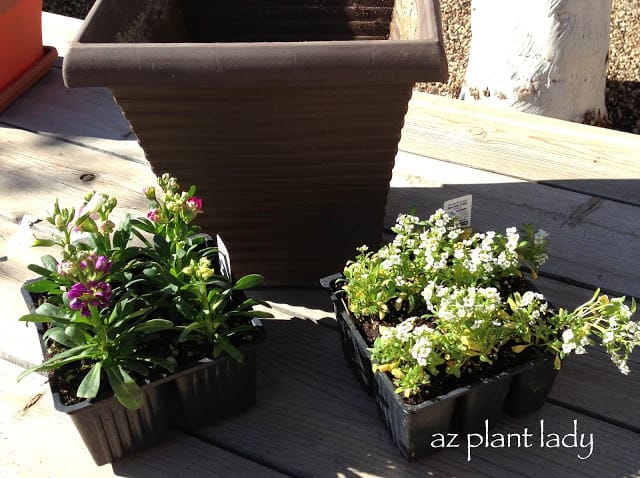 Stock and Alyssum.