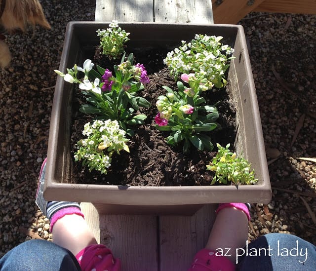 Stock and Alyssum