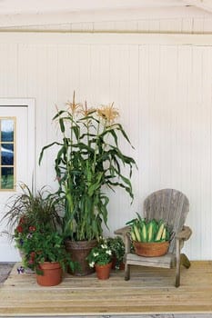 growing vegetables in containers