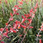 beautiful red yucca