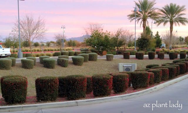 Valentine shrubs